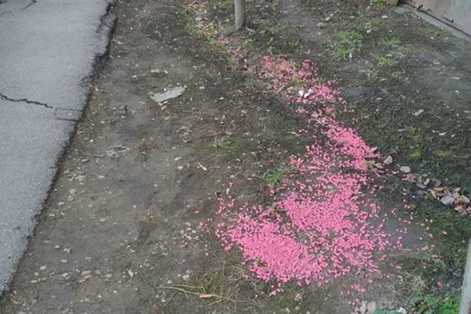 Smederevo, otrvo za pacove Smederevo, otrvo za pacove