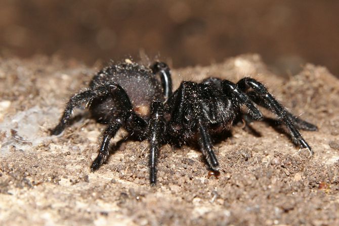 Funnel-web spider