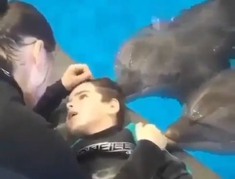 dečak sa delfinima