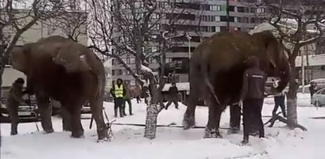 Slon u snegu