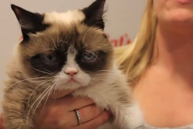 Grumpy Cat