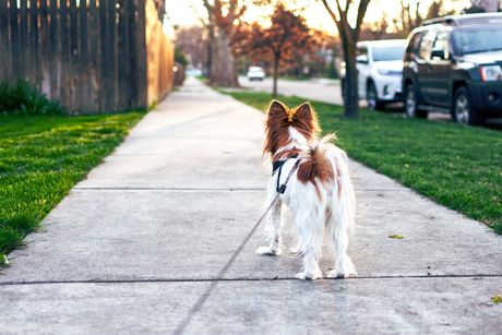 pas, šetnja