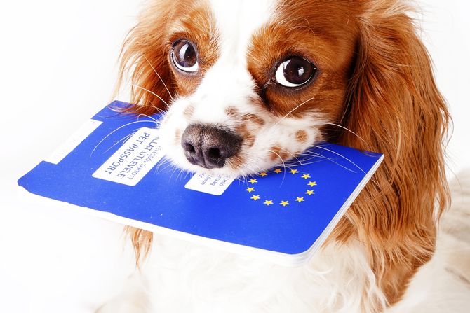 Pas, pasos, ljubimci, putovanja, evropsak unija Pas, pasos, ljubimci, putovanja, evropsak unija