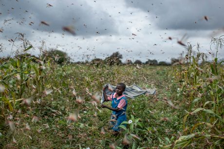 Kenija, najezda skakavaca, skakavci, Kenya Africa Locust Outbreak