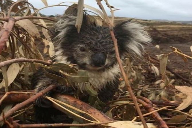 koala sa lokacije za seču drva