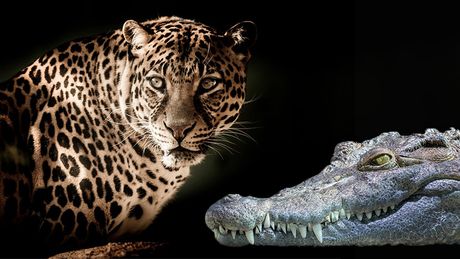Krokodil i leopard