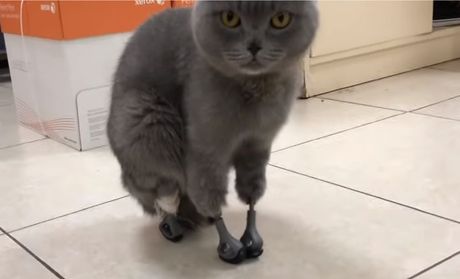 Mačka sa protezama