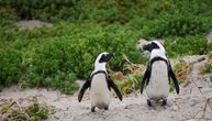 Crne tačke na belim grudima afričkih pingvina možda im pomažu da razlikuju jedan drugog