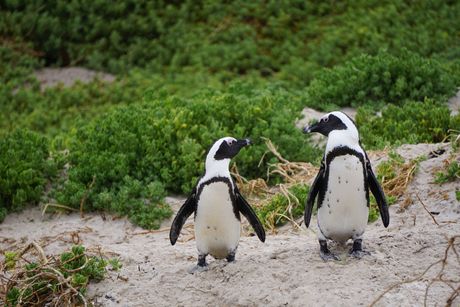 pingvini, govor, afrički pingvini