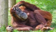 Radost u zoološkom vrtu: Orangutan je ugledao bebu, a onda je uradio nešto što je oduševilo posetioce