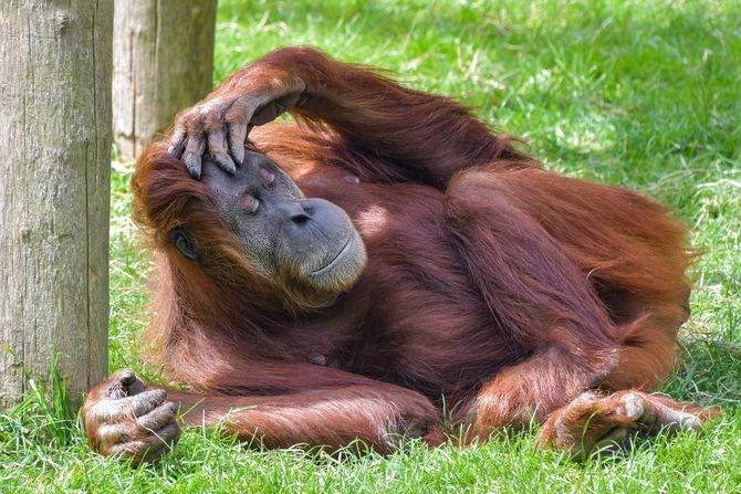 orangutan