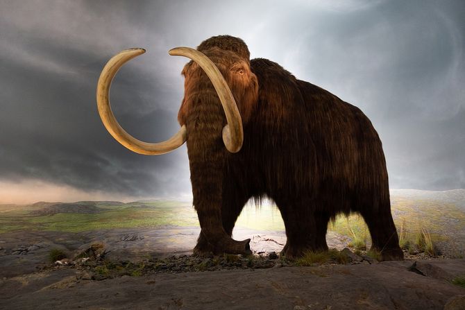 mamut