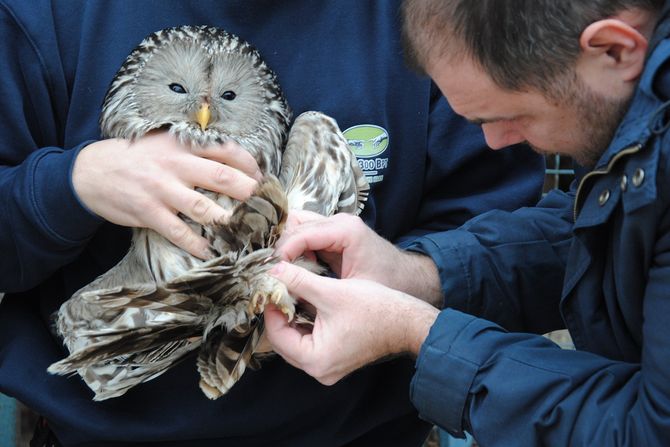 Sova, Bep Zoo vrt Sova, Bep Zoo vrt