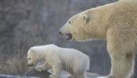 Efekat staklene bašte ugrožava polarne medvede