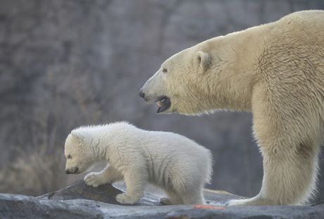 Polarni medvedi