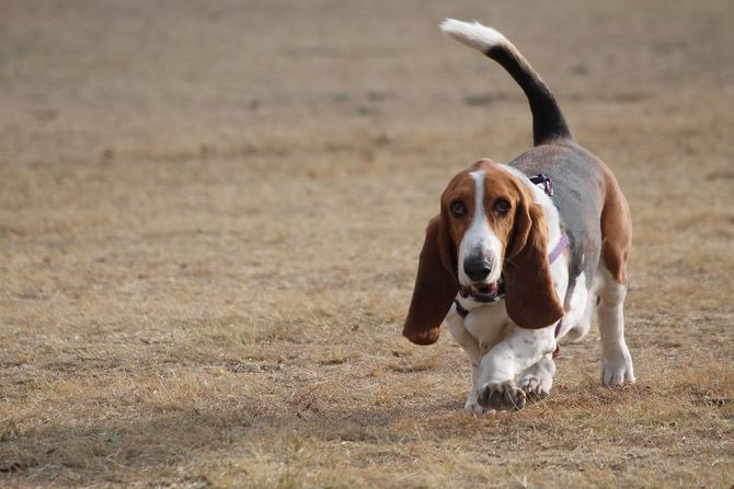 BASSET HOUND baset pas