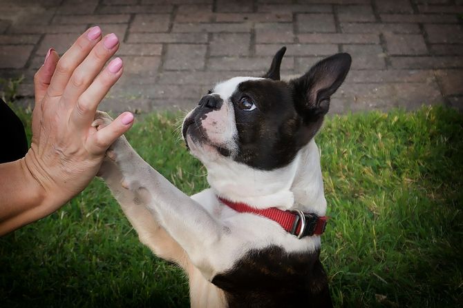 boston terrier pas