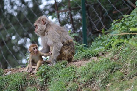 rhesus macaques rezus makaki