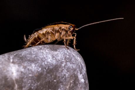 Bubašvabe, insekti, štetočine