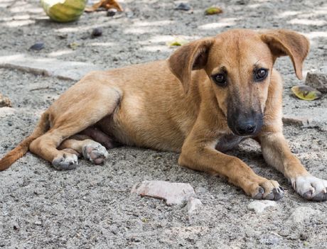 Pas lutalica Pas lutalica