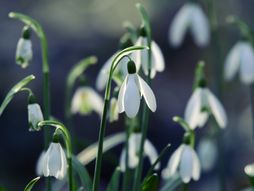 visibaba, visibabe, snowdrop cveće vesnici proleća proleće