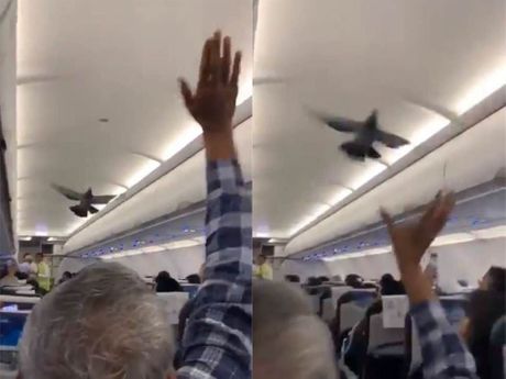 jebanje u avionu