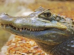 Aligator