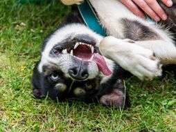 su azijski ljiljani otrovni za pse