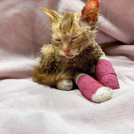 Povređeno mače Povređeno mače