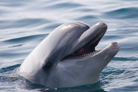 delfin delfin