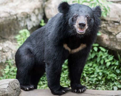 Azijski crni medved Azijski crni medved