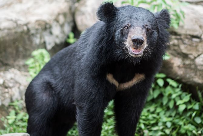 Azijski crni medved Azijski crni medved