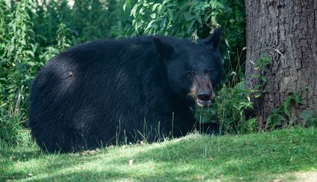 Severnoamerički crni medved