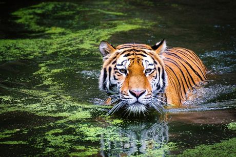 bengalski tigar u vodi bengalski tigar u vodi