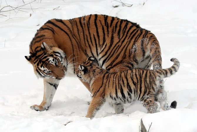 sibirski tigar i mladunče