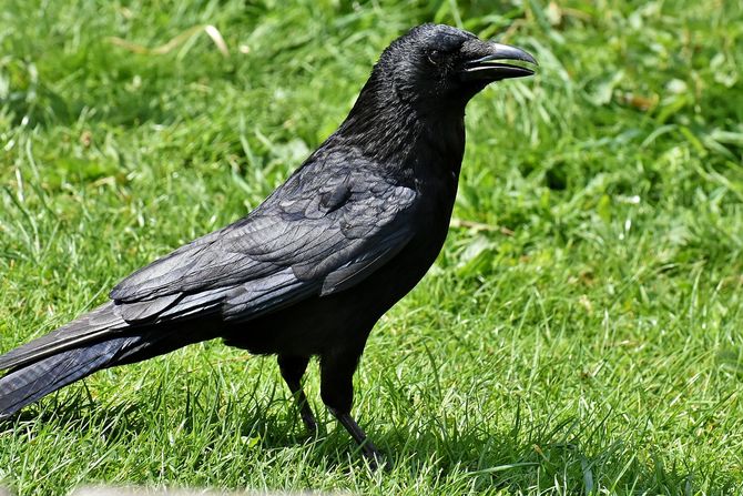 Vrana, crow