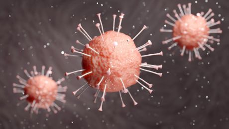 Korona virus Korona virus