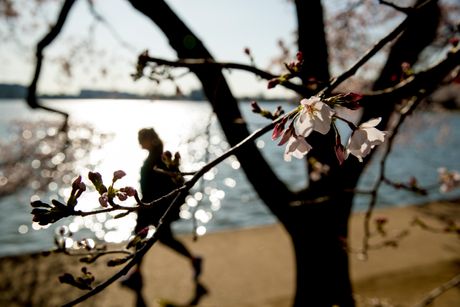 Trešnja, cvetanje, Vašington