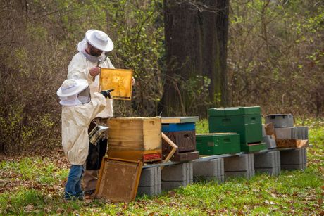 Uzgajanje pčela, pčele, pčelarstvo