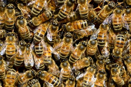 Uzgajanje pčela, pčele, pčelarstvo