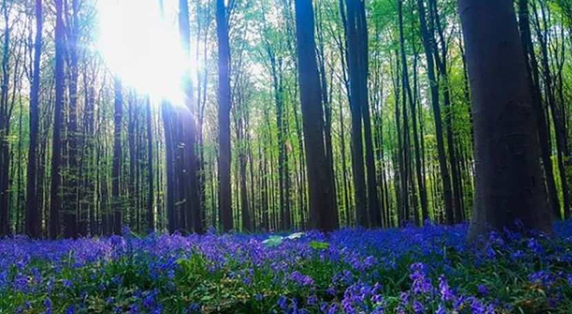 Halerbos