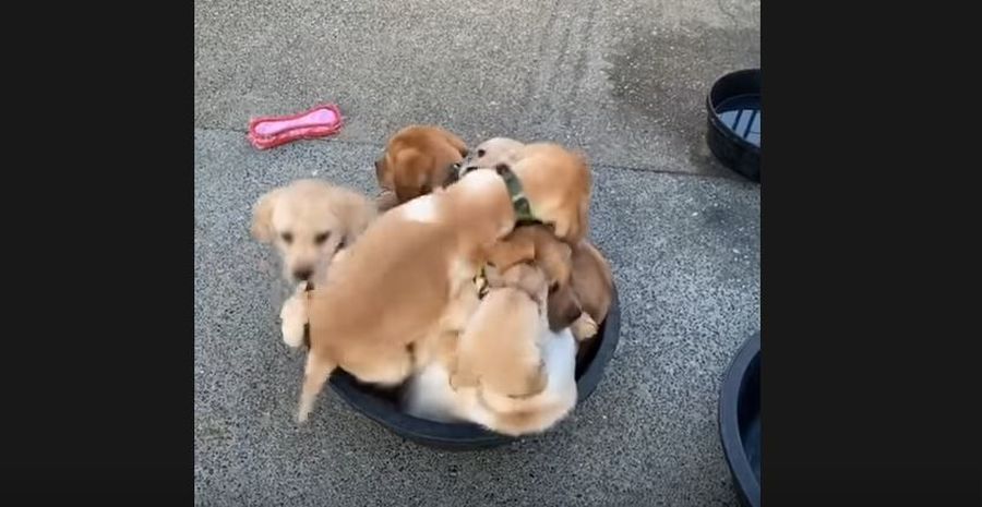 labrador