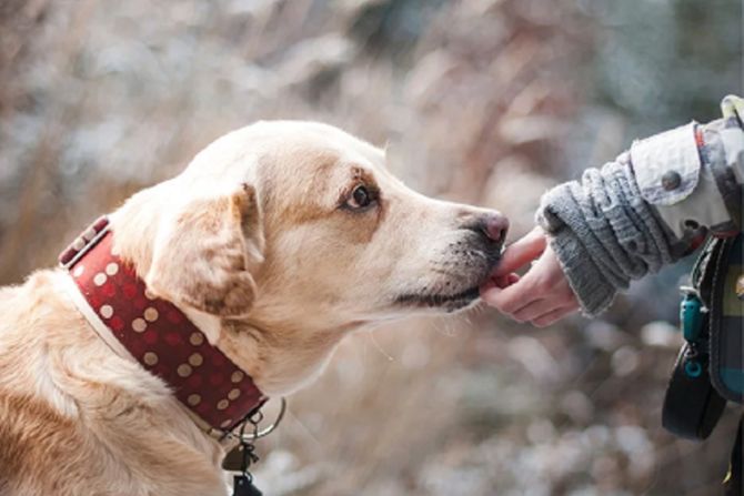 Labrador, pas tragač