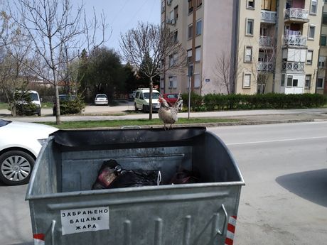 Čačak Čačak