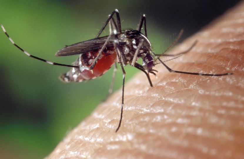 Komarci šire opasnu bolest po Evropi: Registrovano više od 240 slučajeva
