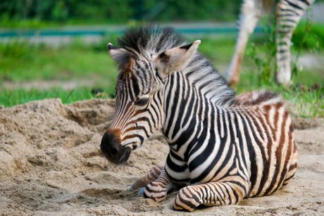 zebra baby beba maldunce