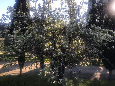 Farbanje jaja, Hilandar