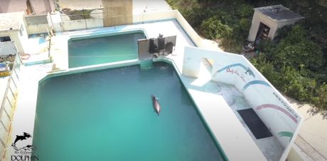 Delfin Delfin
