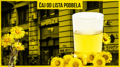 Čaj od lista podbela, apoteka Čaj od lista podbela, apoteka