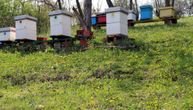 Zver se spustila među ljude! Ponovni napad na Staroj planini, pčelari očajni